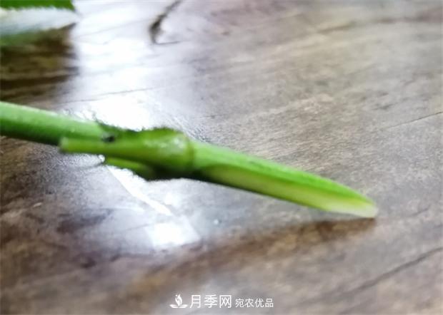 樹狀月季嫁接詳細(xì)教程，輕松養(yǎng)出月季樹！(圖7)