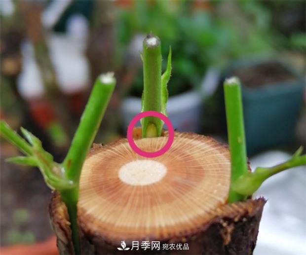 樹狀月季嫁接詳細(xì)教程，輕松養(yǎng)出月季樹！(圖9)