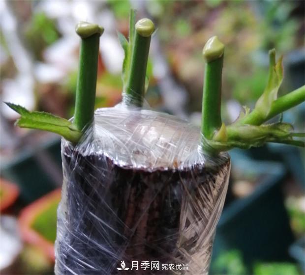 樹狀月季嫁接詳細(xì)教程，輕松養(yǎng)出月季樹！(圖10)