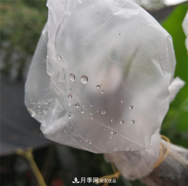樹狀月季嫁接詳細(xì)教程，輕松養(yǎng)出月季樹！(圖11)