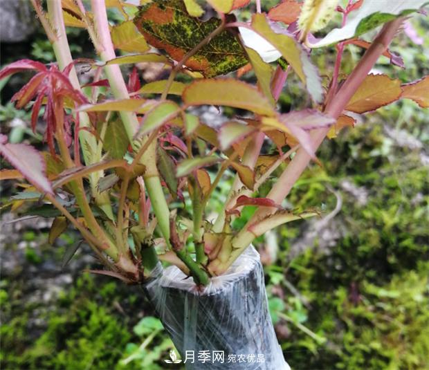 樹狀月季嫁接詳細(xì)教程，輕松養(yǎng)出月季樹！(圖12)