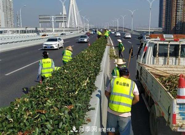 武漢園林工人高溫下修枝除草，守護城市月季景觀(圖2)