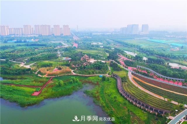 山東濟南的后花園，童話般月季花王國，300畝900個品種月季花盛放(圖4)