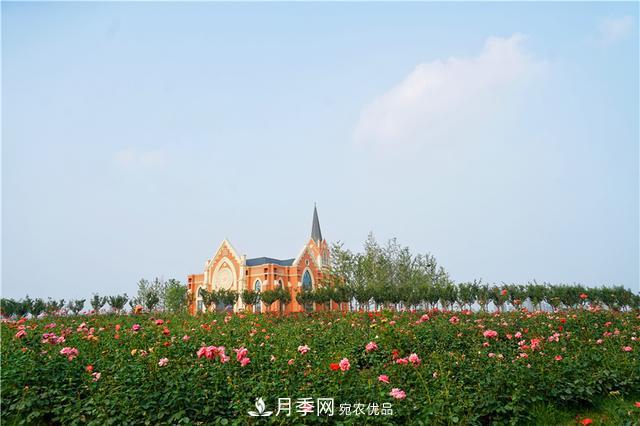 山東濟南的后花園，童話般月季花王國，300畝900個品種月季花盛放(圖2)