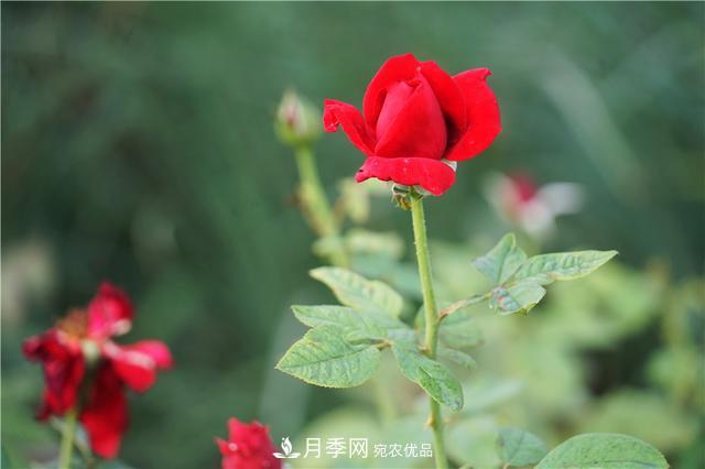 山東濟南的后花園，童話般月季花王國，300畝900個品種月季花盛放(圖7)
