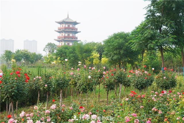 山東濟南的后花園，童話般月季花王國，300畝900個品種月季花盛放(圖5)