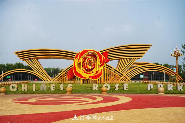 山東濟南的后花園，童話般月季花王國，300畝900個品種月季花盛放(圖10)
