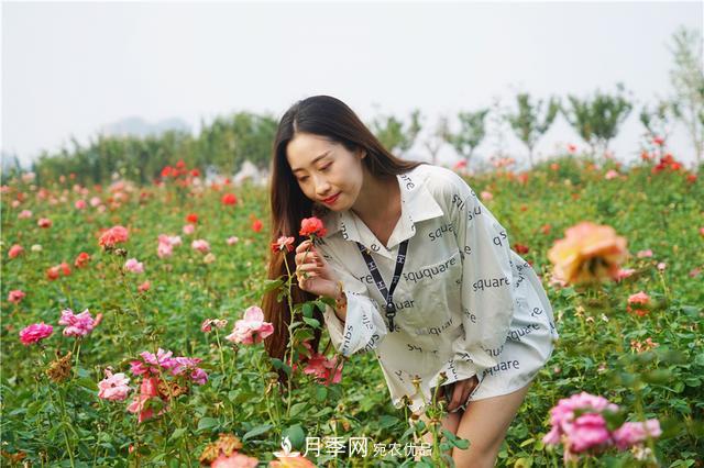 山東濟南的后花園，童話般月季花王國，300畝900個品種月季花盛放(圖8)