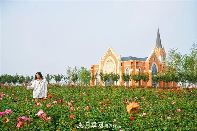 山東濟南的后花園，童話般月季花王國，300畝900個品種月季花盛放(圖6)