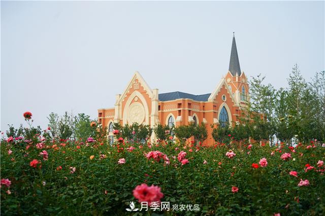 山東濟南的后花園，童話般月季花王國，300畝900個品種月季花盛放(圖11)