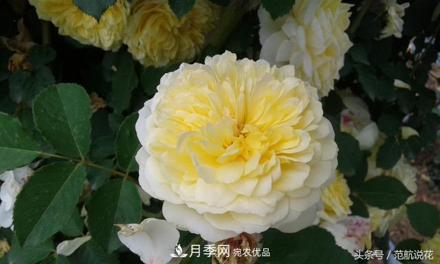 月季知識知多少？這可能是世上***全的月季百科知識！(圖1)