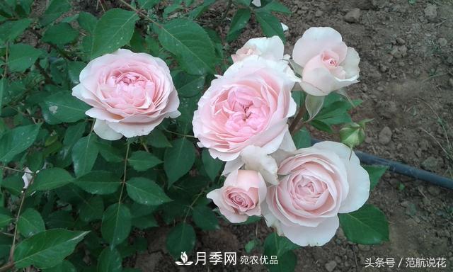 月季知識知多少？這可能是世上***全的月季百科知識！(圖4)