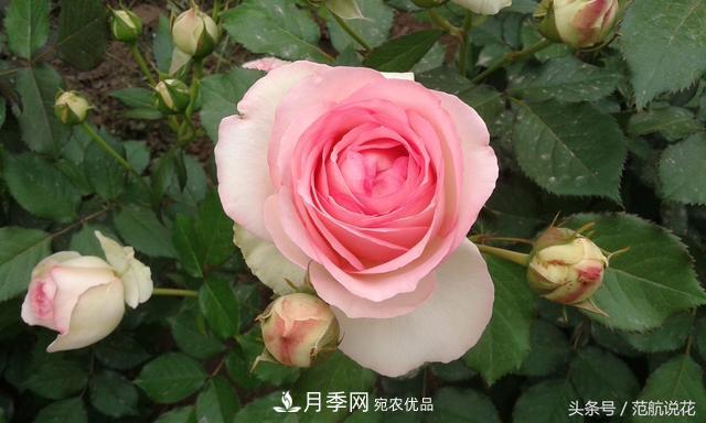 月季知識知多少？這可能是世上***全的月季百科知識！(圖2)