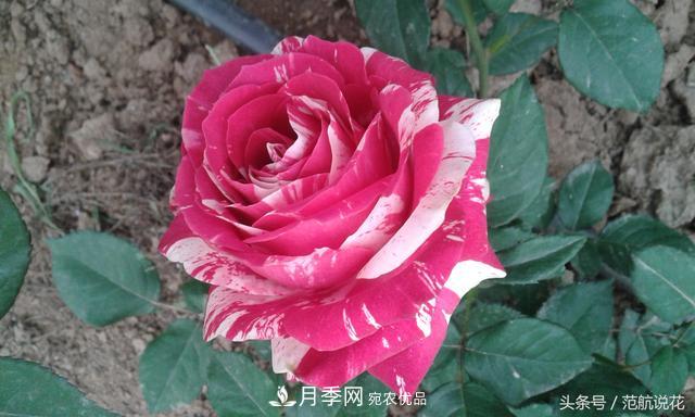 月季知識知多少？這可能是世上***全的月季百科知識！(圖3)