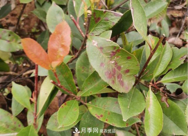 雨季石楠苗木葉斑病盛行，園林人注意防治(圖1)