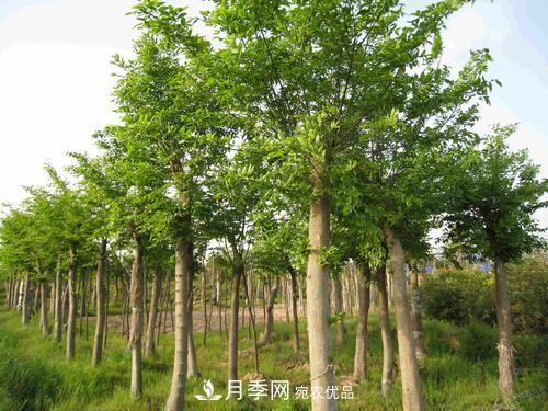 恢復(fù)移栽苗木長勢，技術(shù)措施看這里(圖1)