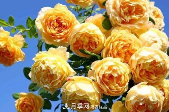 黃月季有哪些品種？(圖4)