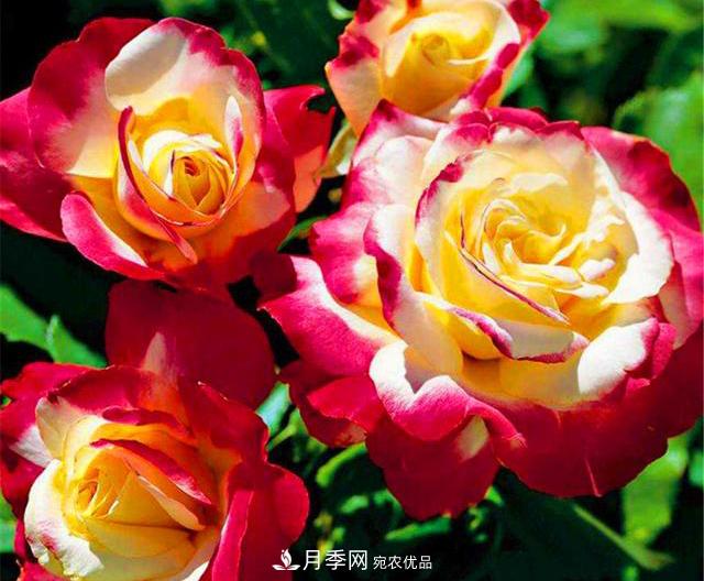 香水月季紅雙喜，學(xué)會5個要點(diǎn)，花朵又大又香(圖2)