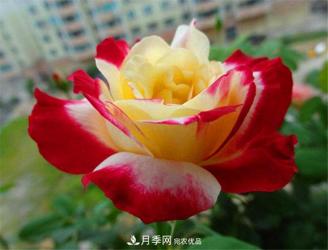 香水月季紅雙喜，學(xué)會5個要點(diǎn)，花朵又大又香(圖1)