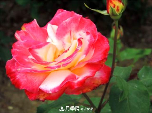香水月季紅雙喜，學(xué)會5個要點(diǎn)，花朵又大又香(圖3)