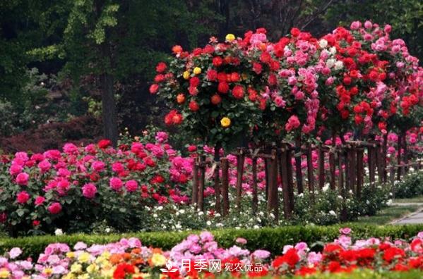 南陽月季園開展百萬月季種植大會(huì)戰(zhàn)(圖1)