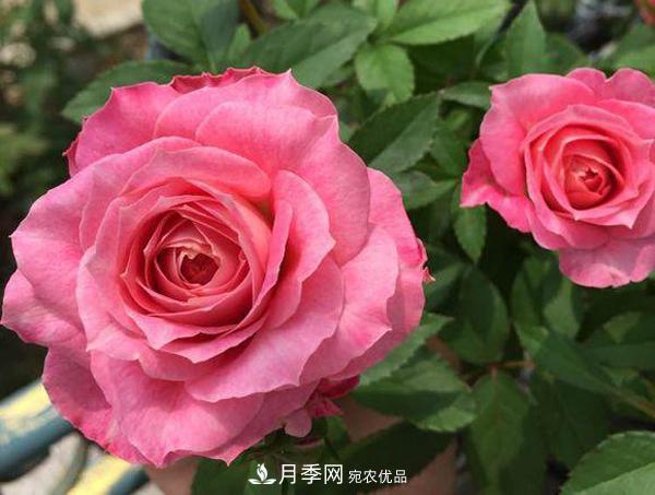 推薦適合夏天養(yǎng)的5種月季花，花量大不怕曬(圖4)