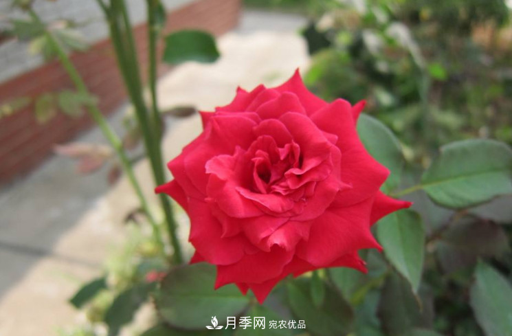 夏天月季花小又不香，5種情況看一看，您家屬于哪一種？(圖2)