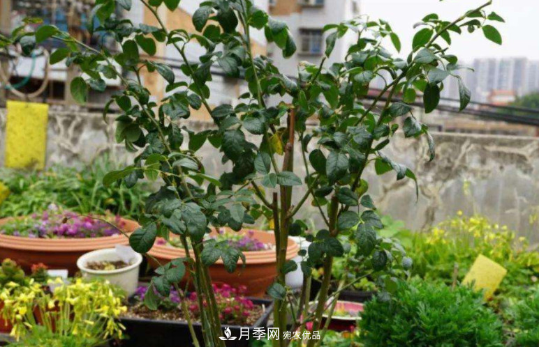 夏天月季花小又不香，5種情況看一看，您家屬于哪一種？(圖3)