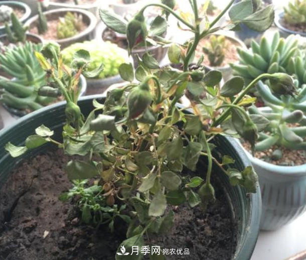 夏天月季花小又不香，5種情況看一看，您家屬于哪一種？(圖4)