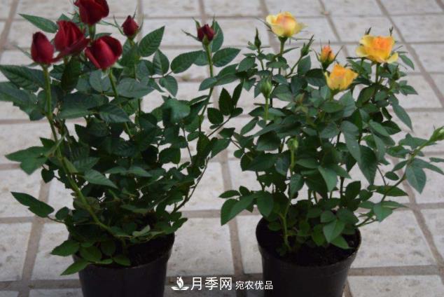 夏天月季花小又不香，5種情況看一看，您家屬于哪一種？(圖5)