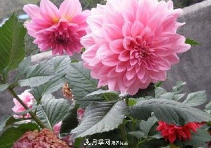 甘肅省種植月季花也能年入800萬？生意經(jīng)全在這(圖1)