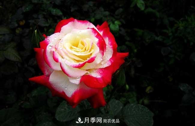 大花月季主要有哪些花色和品種？(圖1)