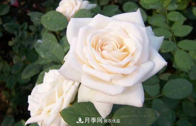 大花月季主要有哪些花色和品種？(圖2)