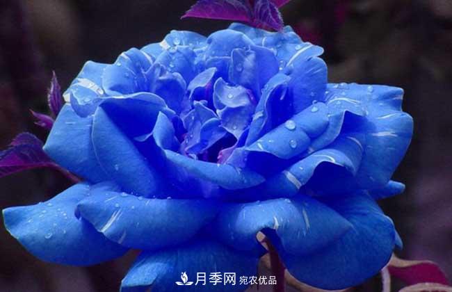 大花月季主要有哪些花色和品種？(圖5)