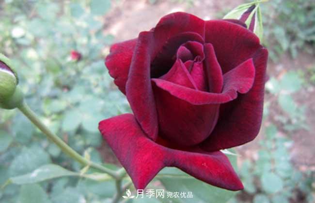 大花月季主要有哪些花色和品種？(圖6)