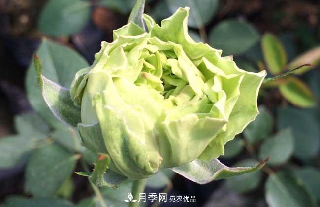 大花月季主要有哪些花色和品種？(圖7)
