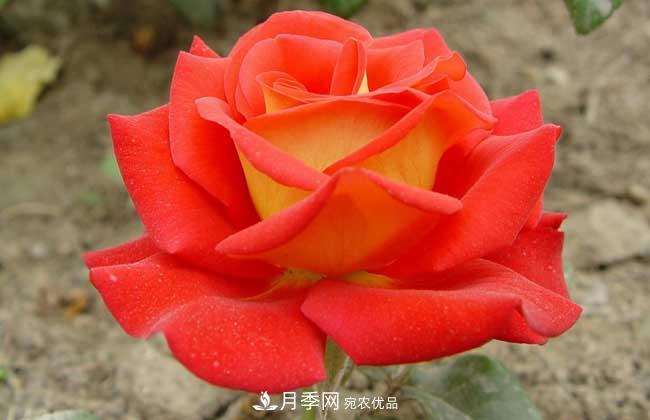 大花月季主要有哪些花色和品種？(圖8)