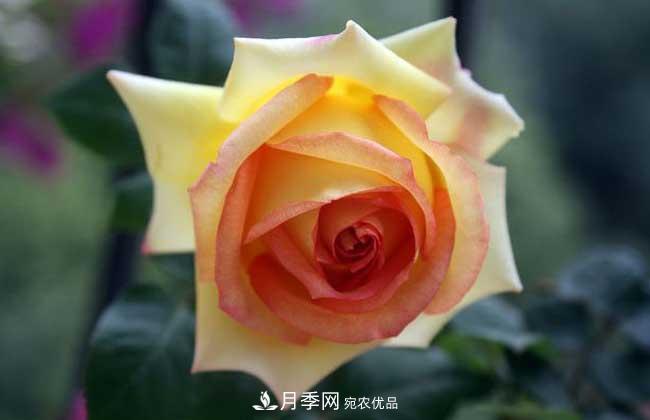 大花月季主要有哪些花色和品種？(圖10)