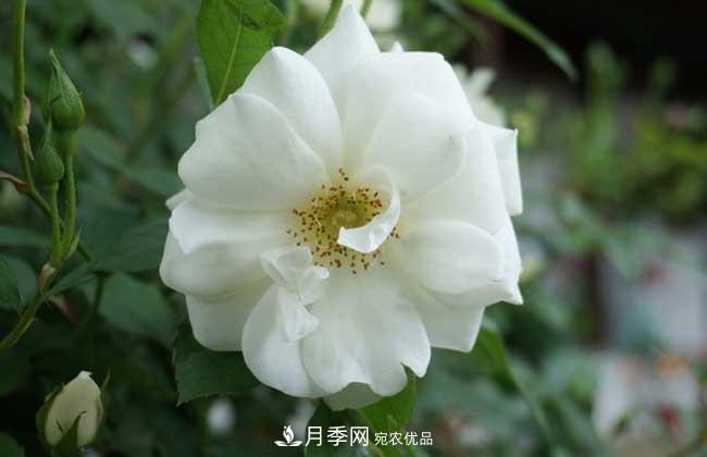 豐花月季有哪些經(jīng)典品種？(圖2)