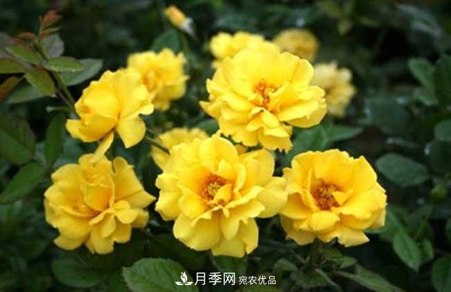 豐花月季有哪些經(jīng)典品種？(圖3)