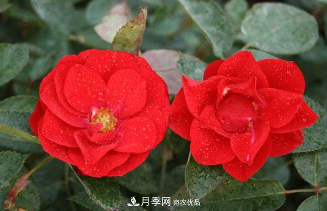 豐花月季有哪些經(jīng)典品種？(圖4)