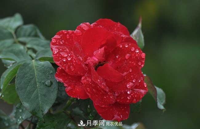 豐花月季有哪些經(jīng)典品種？(圖5)