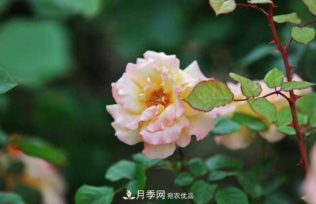 什么樹可以嫁接月季？南陽月季嫁接的好處(圖3)