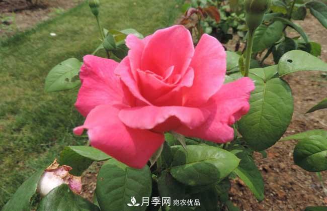 什么樹可以嫁接月季？南陽月季嫁接的好處(圖2)
