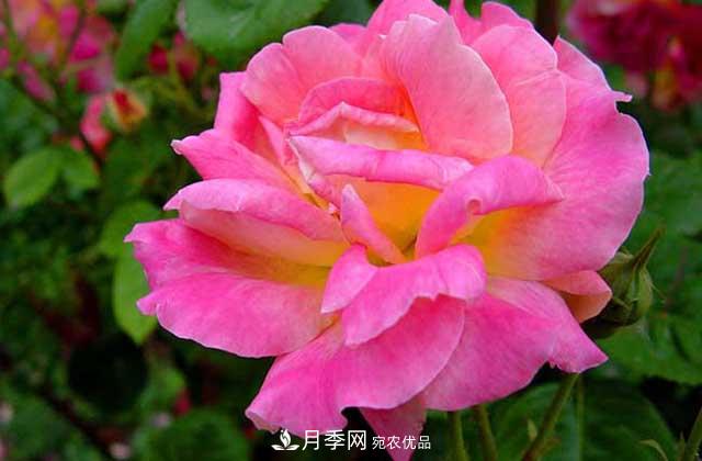 月季花的花語(yǔ)是什么？(圖1)