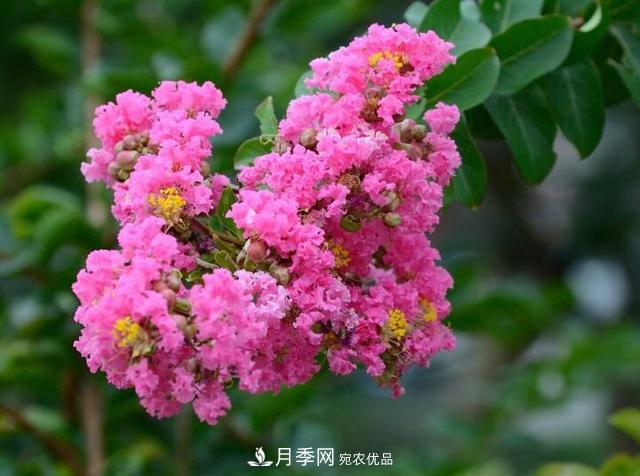 比烈日更潑辣的3種花樹，盛夏燦爛無比，你要養(yǎng)一棵嗎？(圖1)
