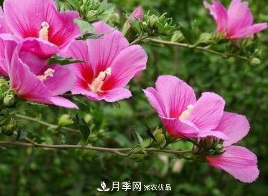 比烈日更潑辣的3種花樹，盛夏燦爛無比，你要養(yǎng)一棵嗎？(圖2)