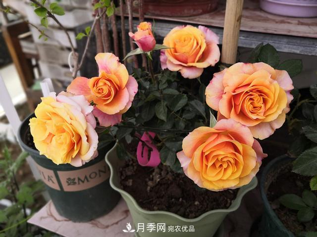 永遠(yuǎn)的艾帕索，零差評(píng)的盆栽月季，很適合陽(yáng)臺(tái)族(圖1)