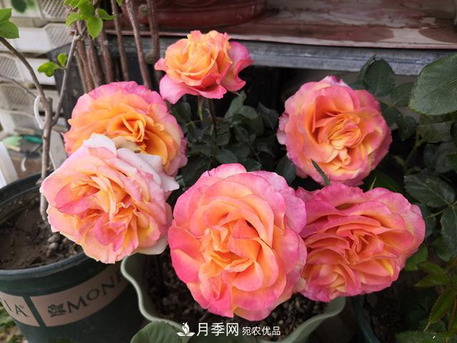 永遠(yuǎn)的艾帕索，零差評(píng)的盆栽月季，很適合陽(yáng)臺(tái)族(圖2)