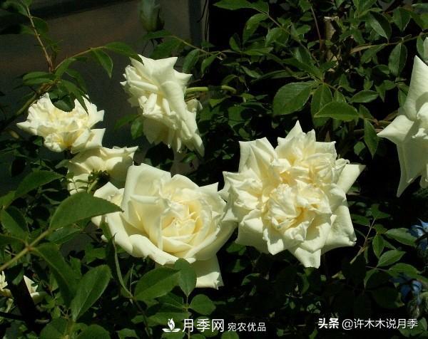 25款純正中國月季，不比外國差，今有國月更比歐月俏(圖2)